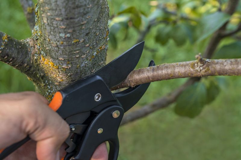 Birch Tree Pruning