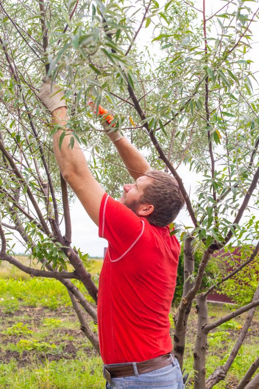 Canopy Pruning