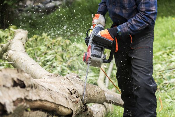 Cost of Branch Removal Service in Gallatin