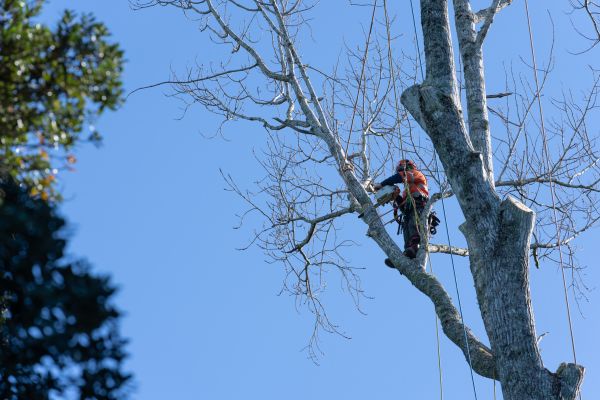 Cost of Tree Topping Service in Gallatin