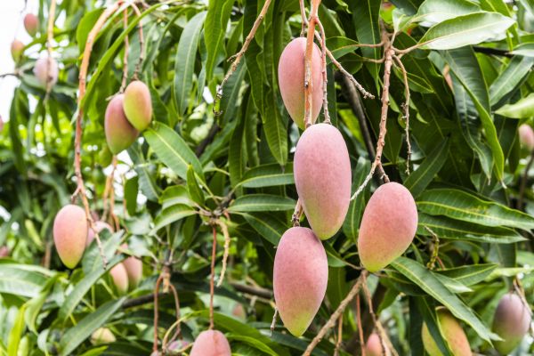 Cost of Mango Tree Trimming in Gallatin
