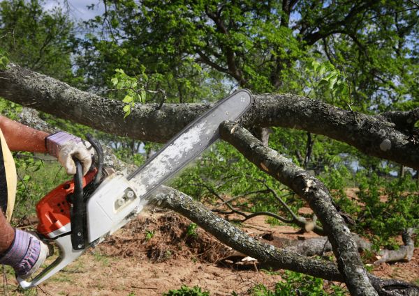 Cost of Tree Branch Cutting in Gallatin