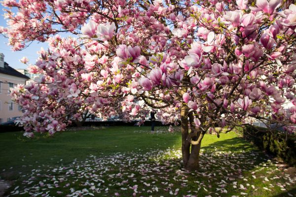 Cost of Ornamental Tree Pruning in Gallatin