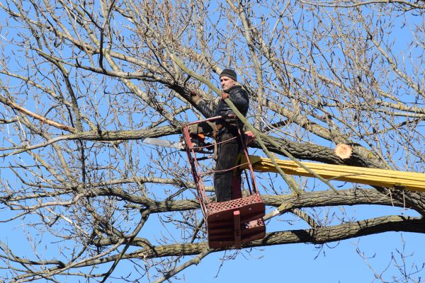 Cost of Emergency Tree Trimming in Gallatin