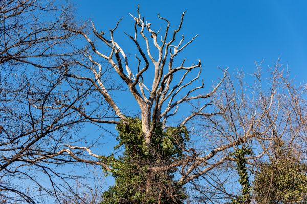 Cost of Deadwood Removal in Gallatin