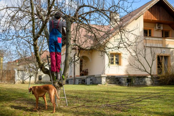 Cost of Residential Tree Trimming in Gallatin