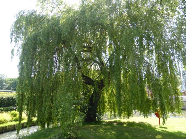 Cost of Willow Tree Trimming in Gallatin