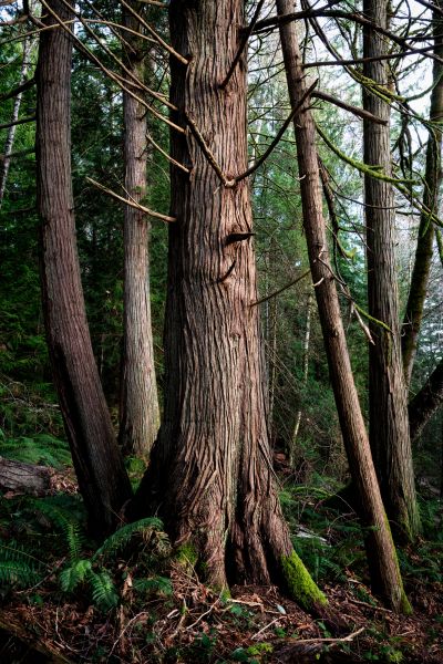 Cost of Cedar Tree Trimming in Gallatin