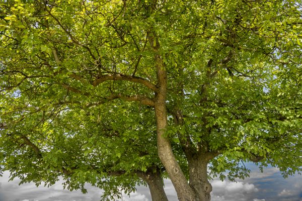 Cost of Walnut Tree Trimming in Gallatin