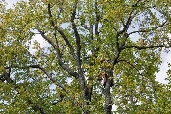 Cost of Tree Crown Shaping in Gallatin