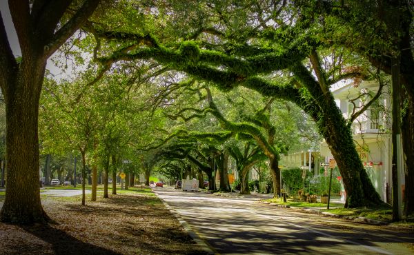 Cost of Tree Canopy Thinning in Gallatin