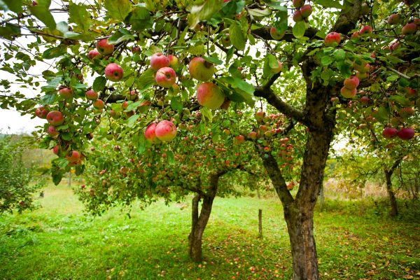 Cost of Apple Tree Pruning in Gallatin