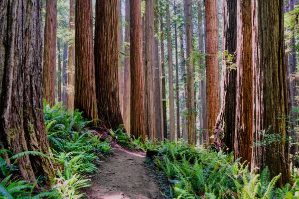 Cost of Redwood Tree Trimming in Gallatin