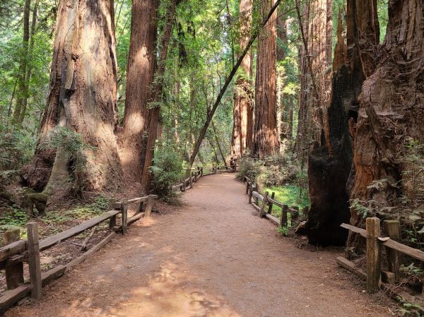 Cost of Redwood Tree Pruning in Gallatin
