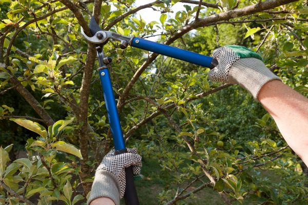 Cost of Residential Tree Pruning in Gallatin