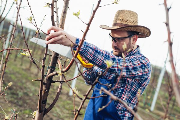 Cost of Orchard Tree Pruning in Gallatin