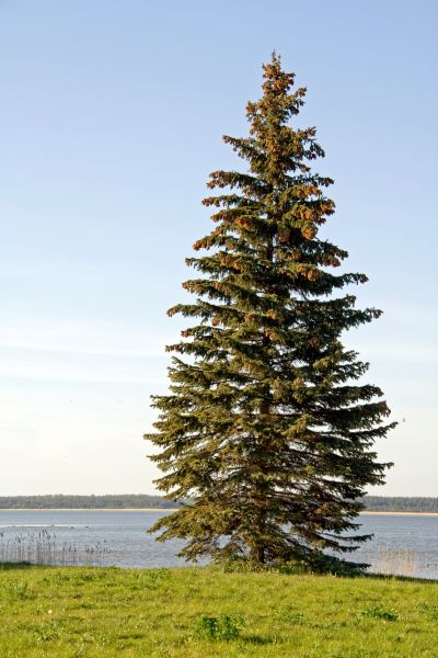 Cost of Spruce Tree Pruning in Gallatin
