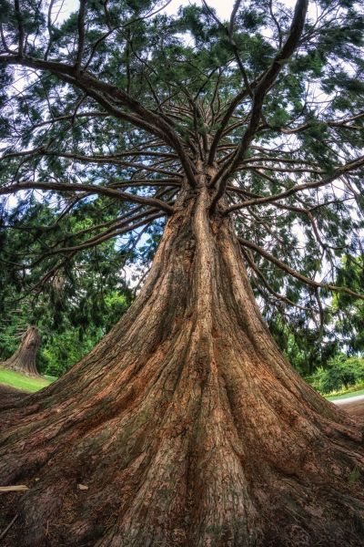 Cost of Cedar Tree Pruning in Gallatin