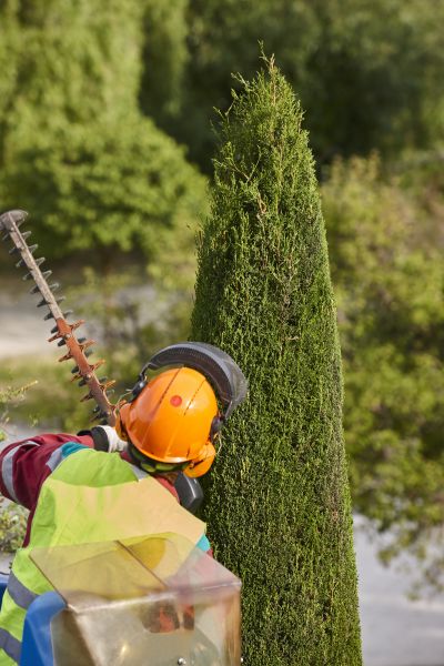 Cost of Cypress Tree Trimming in Gallatin