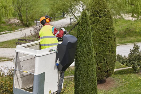 Cost of Cypress Tree Pruning in Gallatin