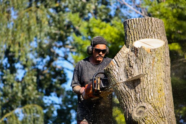 Cost of Ash Tree Pruning in Gallatin