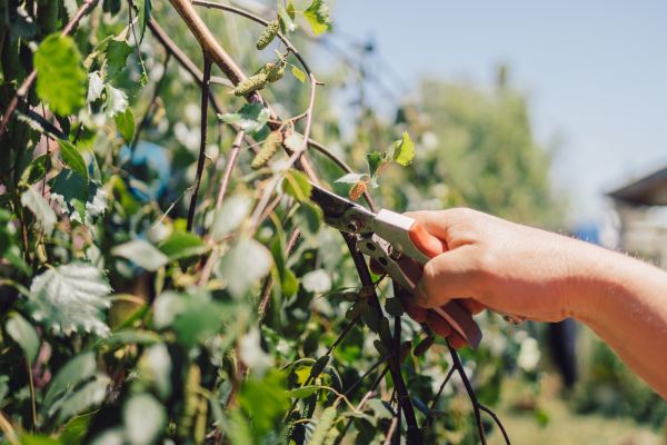 Cost of Birch Tree Pruning in Gallatin