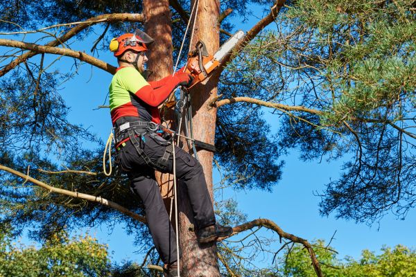 Cost of Canopy Pruning in Gallatin