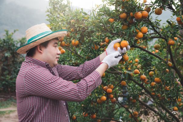 Cost of Orange Tree Pruning in Gallatin
