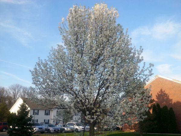 Cost of Bradford Pear Tree Pruning in Gallatin
