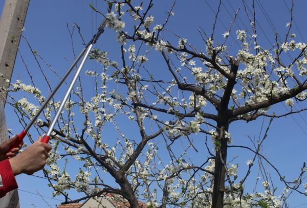 Bradford Pear Tree Trimming