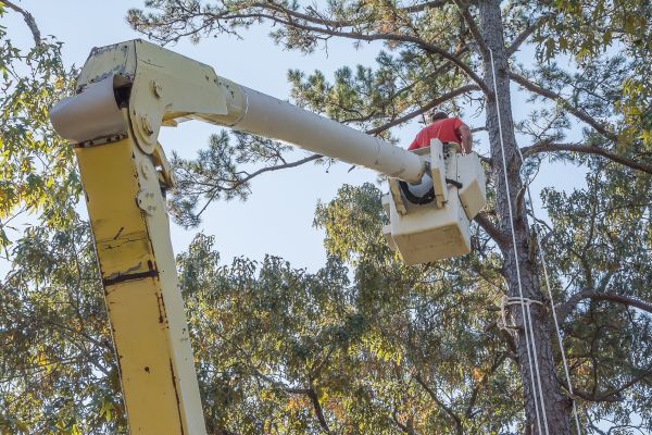Cost of Limbs Trimming in Gallatin