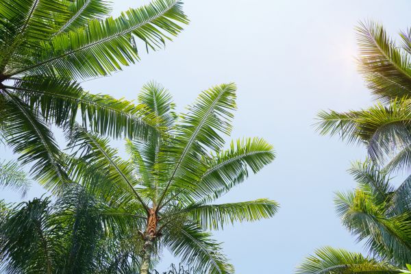 Cost of Queen Palm Tree Trimming in Gallatin