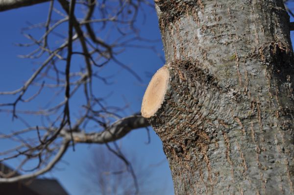 Cost of Limb Pruning in Gallatin