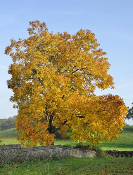 Cost of Hickory Tree Trimming in Gallatin