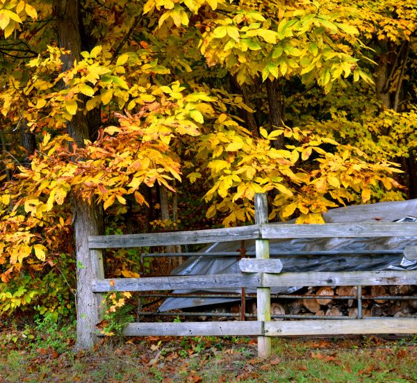 Cost of Hickory Tree Pruning in Gallatin