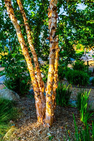 Cost of River Birch Trimming in Gallatin