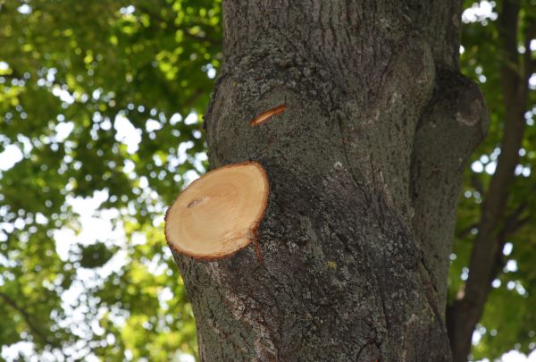 Cost of Limb Cutting in Gallatin