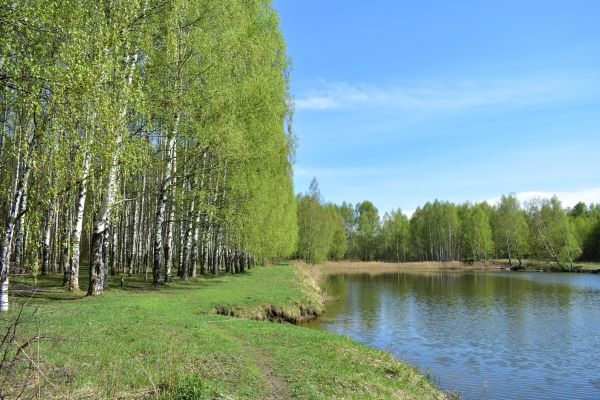 Cost of River Birch Pruning in Gallatin