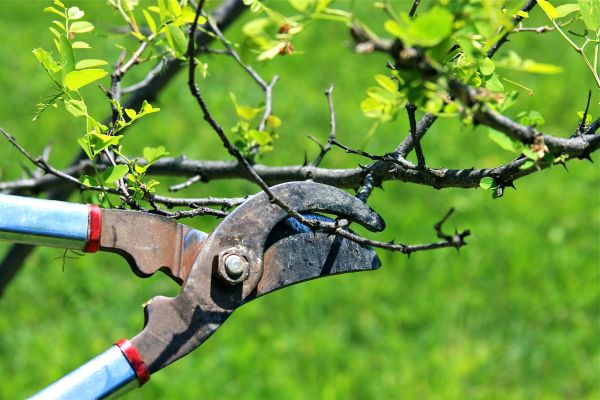 Cost of Branches Pruning in Gallatin