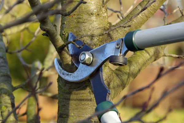 Cost of Tree Limb Trimming Service in Gallatin
