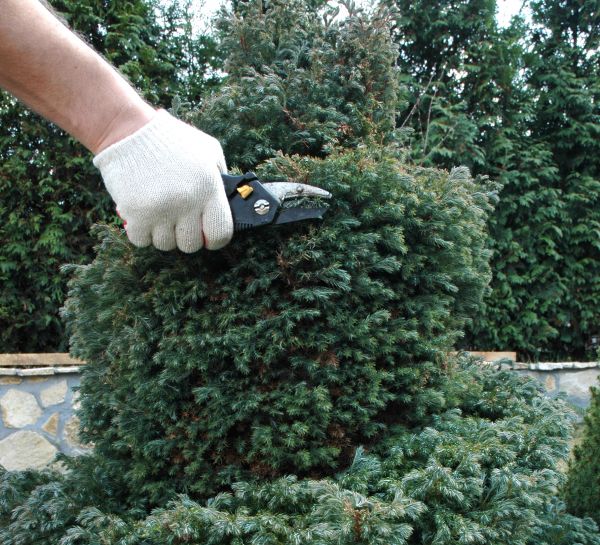 Cost of Ornamental Tree Trimming in Gallatin