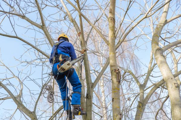 Cost of Large Tree Trimming in Gallatin