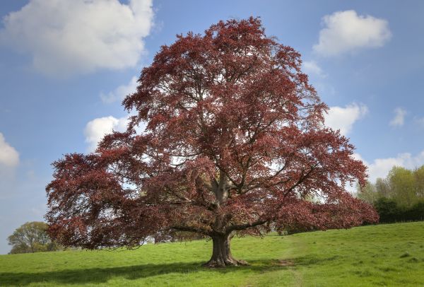 Cost of Beech Tree Pruning in Gallatin
